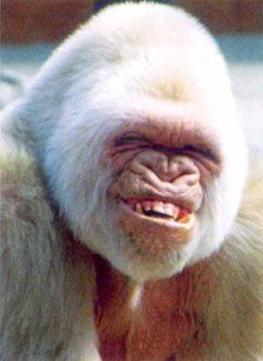 ugly-white-ape